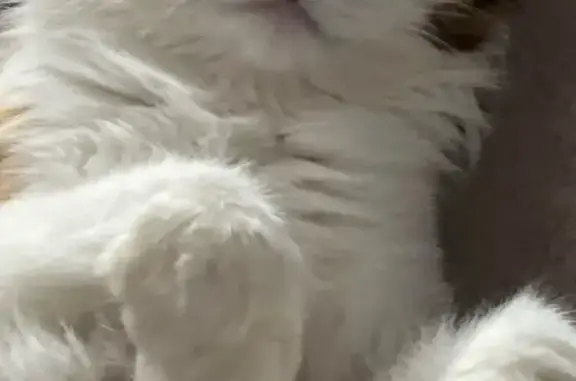 Кошки потеряшки, Дюртюли, фото: Потеряшка кошка, Мал. Якутовой пер., 41, Дюртюли