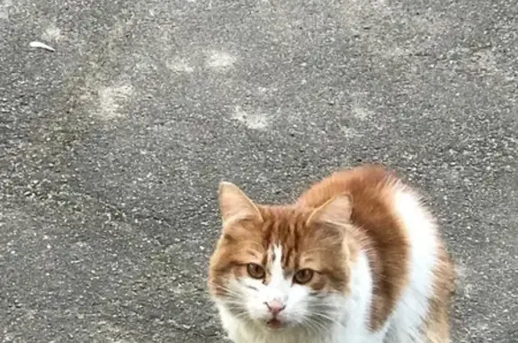 Найдена кошка, Нахабино, фото: Кошка найдена: Волоколамский пер. 19А