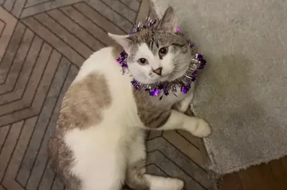 Пропала кошка, ул. Гайдара 16, Бабаево