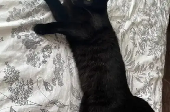 Кошки потеряшки, Большой Сочи, фото: Потеряшка черная кошка, Ереванский 56, Сочи