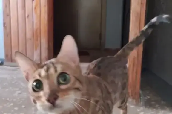 Найдена кошка, , фото: Бенгальская кошка найдена, Сыктывкар