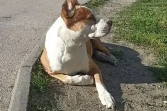 Стаффорд найден: ул. Толстикова, 77, Калининград