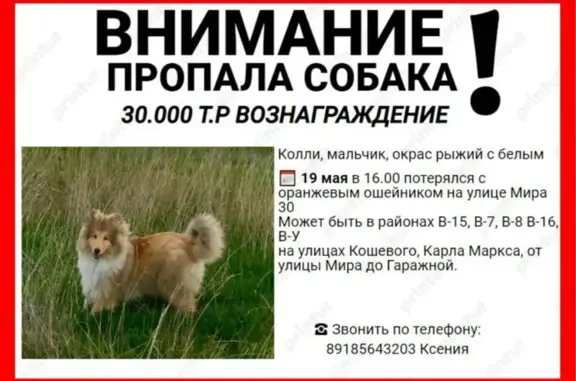 Собаки потеряшки, Волгодонск, фото: Потеряшка собака, пр. Мира 30, Волгодонск