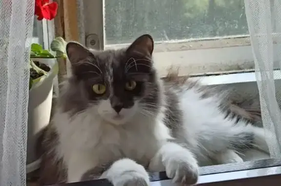 Пропала кошка, ул. Калинина 13, Омск