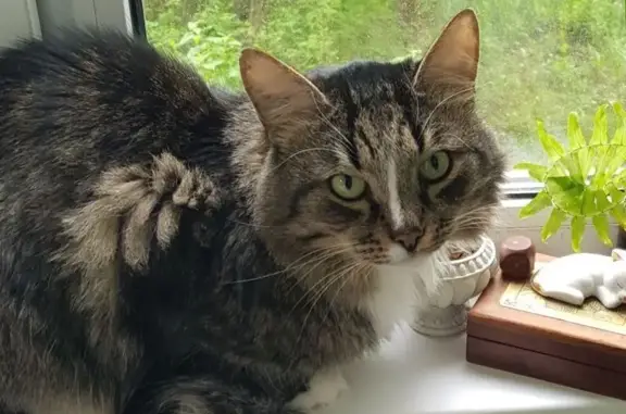 Потерянные животные Тверь, фото: Пропала кошка, ул. Хромова 18к3, Тверь