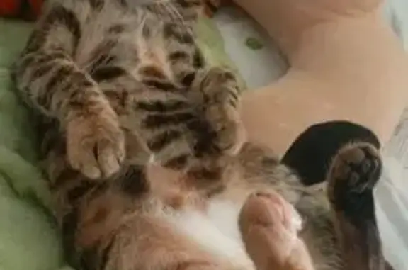 Кошки потеряшки, Новороссийск, фото: Потеряшка кошка, ул. Алексеева, 11