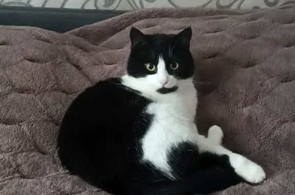 Кошки потеряшки, Старица, фото: Потеряшка кошка, ул. Пушкина 10, Старица