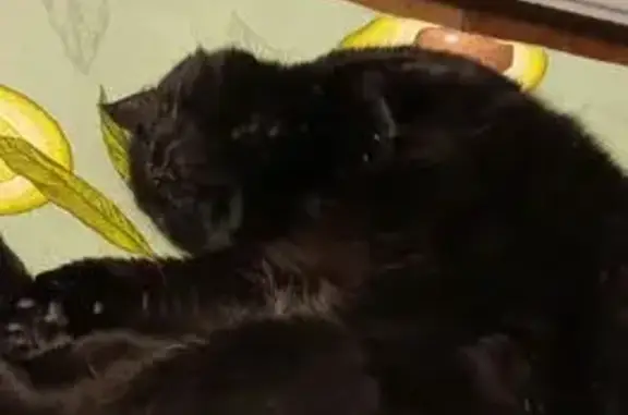 Кошки потеряшки, Санкт-Петербург, фото: Потеряшка чёрная кошка, пр. Авиаконстр., 3к2