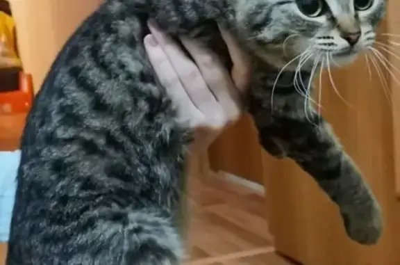 Кошка найдена у проспекта Гагарина, Мыза