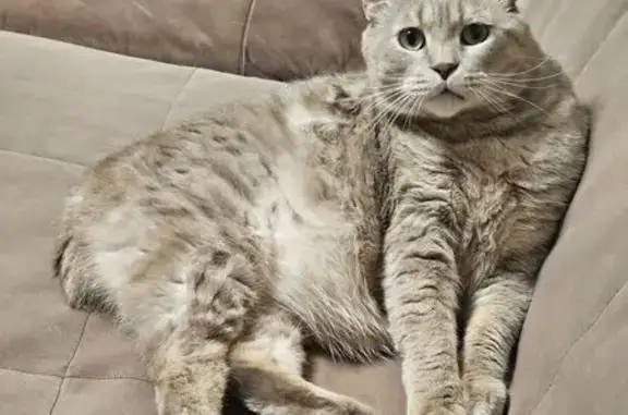 Потерянные животные Ханты-Мансийск, фото: Пропала кошка, Гагарина 107, Ханты-Мансийск