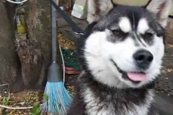 Собака найдена: Осташковская ул. 23, Омск