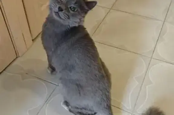 Кошка найдена: ул. Н. Сусловой, 16, Н. Новгород