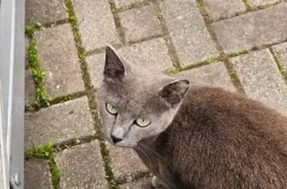 Найдена кошка, Владивосток, фото: Кошка найдена: ул. Лейтенанта Шмидта, 17А