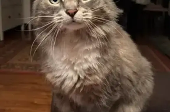 Кошки потеряшки, Балашиха, фото: Потеряшка кошка, ул. Лесная, 8, Заря