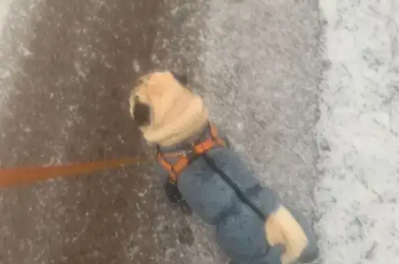 Собаки потеряшки, Ярославль, фото: Потеряшка собака, ул. Урицкого 18, Ярославль