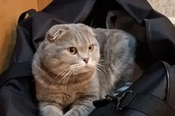 Пропала кошка, ул. Ленина, 3, Белебей