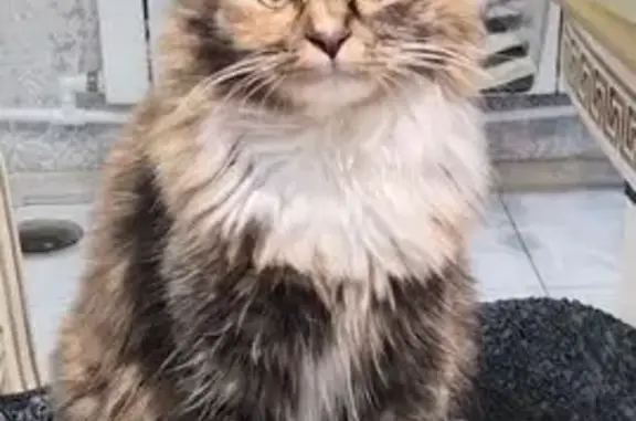 Пропала кошка, ул. Дорожный пос., 35/2
