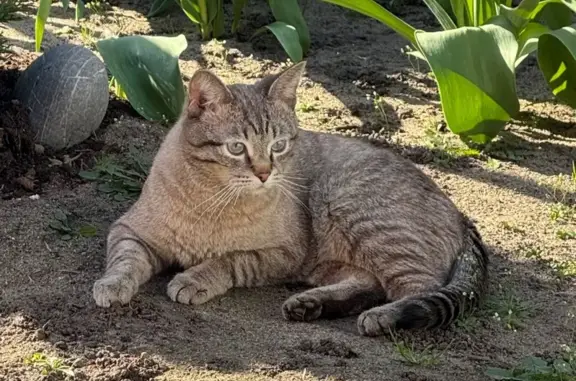 Кошки потеряшки, Воронеж, фото: Потеряшка кошка, ул. Степанова, 199, Воронеж