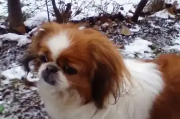 Собаки потеряшки, Калининград, фото: Потеряшка собака, ул. Беланова, 37, Чкаловск