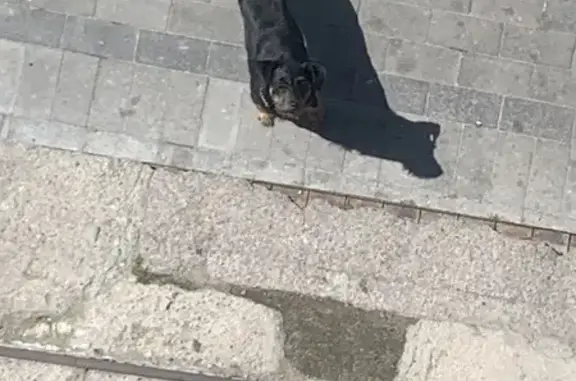 Собака найдена: Коммунистическая 61А