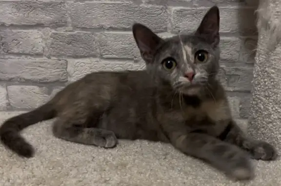 Кошки потеряшки, Тюмень, фото: Потеряшка кошка, ул. Газовиков 55, Тюмень