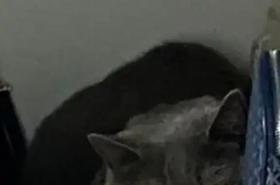 Кошки потеряшки, , фото: Потеряшка кошка, Шымкент