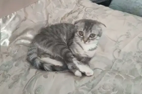 Кошки потеряшки, Быково, фото: Потеряшка кошка, ул. Колхозная 23, Быково