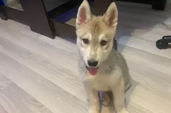 Щенок найден: Карла Либкнехта, 63, Йошкар-Ола