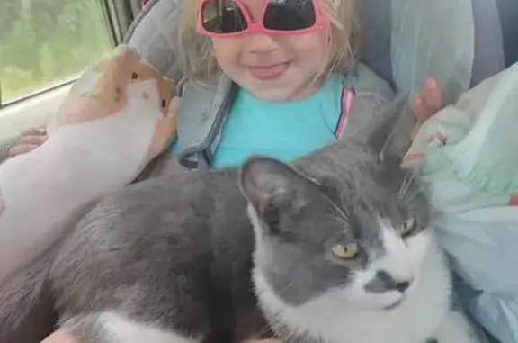 Кошки потеряшки, Верхнемарковское, фото: Потеряшка кошка, Маркова, Иркутская обл.