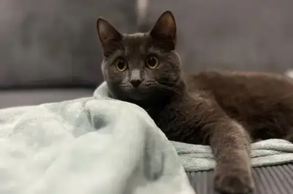 Кошки потеряшки, Новосибирск, фото: Потеряшка кошка, ул. Ясный Берег, 33