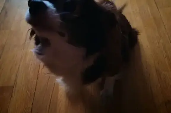 Найдена собака, Челябинск, фото: Собака найдена: ул. Салавата Юлаева, 15