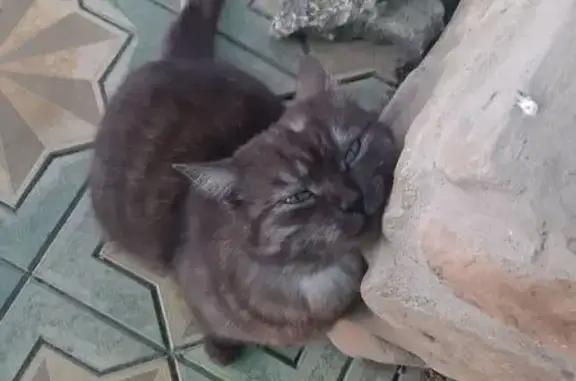 Найдена кошка, Черкесск, фото: Кошка найдена на пл. Гутякулова, 10