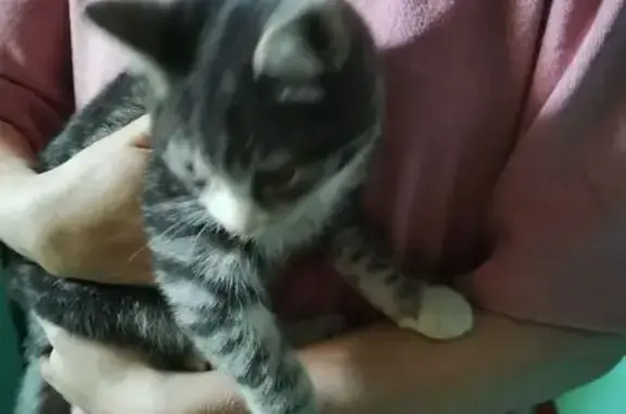 Котенок найден: Пермякова 19, Тюмень