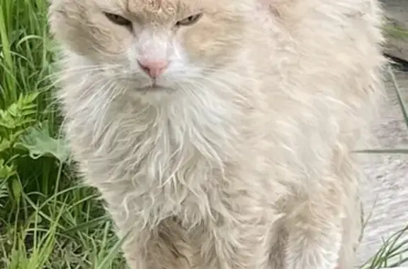 Найдена кошка, Санкт-Петербург, фото: Кошка найдена истощённой, СПб
