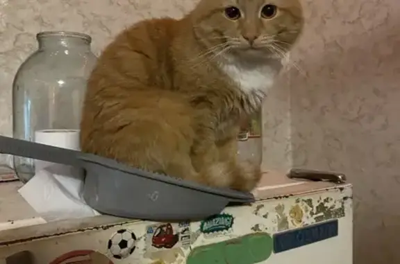Кошки потеряшки, Выкса, фото: Потеряшка кошка, Стахановская ул., 2, Выкса