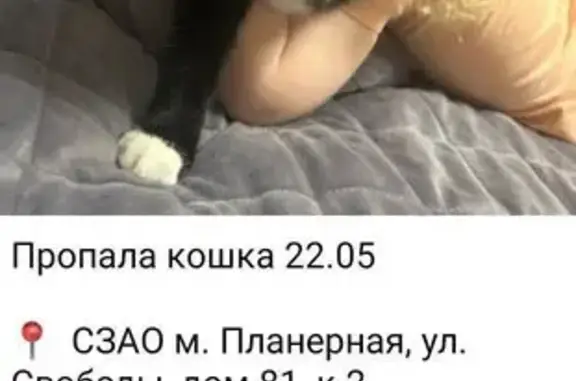 Пропала черная кошка, ул. Свободы 83/2