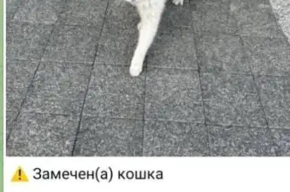 Найдена кошка, Амурская ул. 9/6 стр. 17