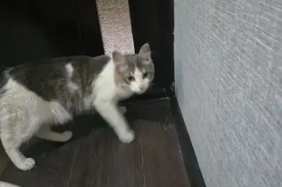 Найдена кошка, Ташкент, фото: Кошка найдена: Чиланзар, 5 кв., д. 19