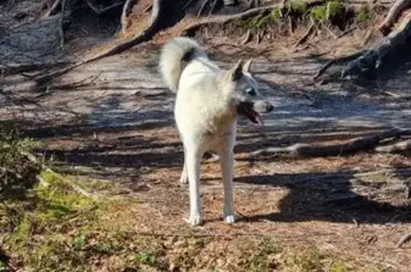 Найдена собака на Советской, 26, Усьва - photo