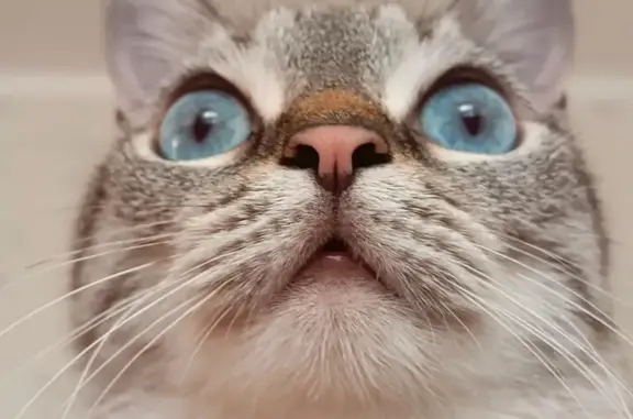 Кошки потеряшки, Волгодонск, фото: Потеряшка кошка, ул. 50 лет СССР, 4