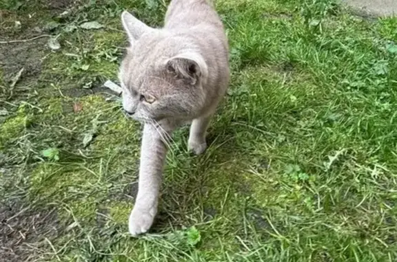 Кот найден: Полесская 19, Орёл