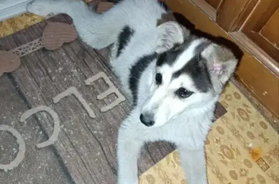 Найдена собака, Мелеуз, фото: Найдена собака, ул. Октябрьская, 7, Мелеуз