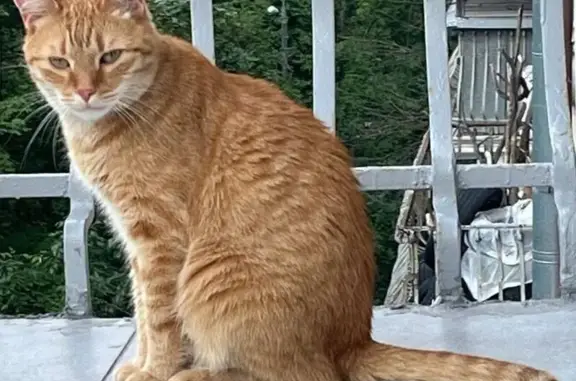Пропал рыжий кот, ул. Строителей, 6, корп. 4