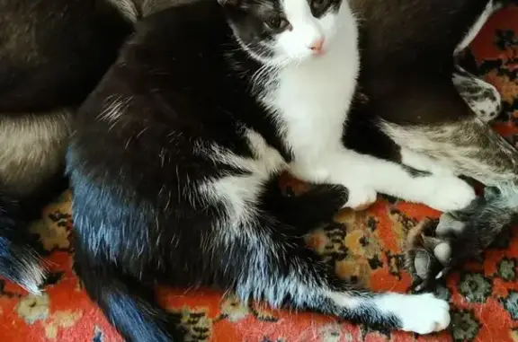 Потерянные животные Красноярск, фото: Пропала кошка, Железнодорожников 12, Крск