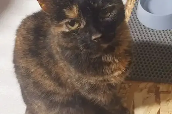 Кошки потеряшки, Семёнов, фото: Потеряшка кошка, Семенов, пр. Механизаторов 10