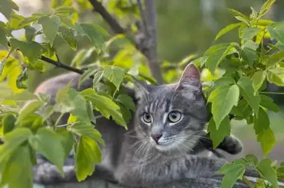 Объявления о пропавших и найденных животных, Рязань, фото: Пропала кошка, ул. Интернациональная, 1
