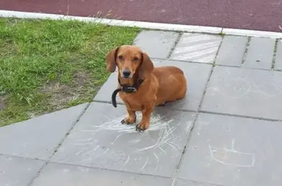 Такса найдена на Богдана Хмельницкого, 51