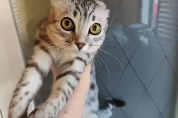 Найдена кошка, Кукмор, фото: Кошка найдена на Пугачёва, 27, Кукмор