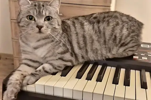 Пропала кошка, ул. Мира, 1, Пенза
