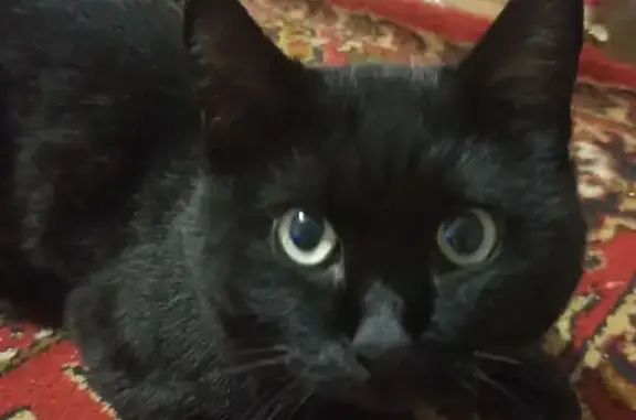 Кошки потеряшки, Кемерово, фото: Потеряшка кошка, ул. Тюленина 1Б, Кемерово